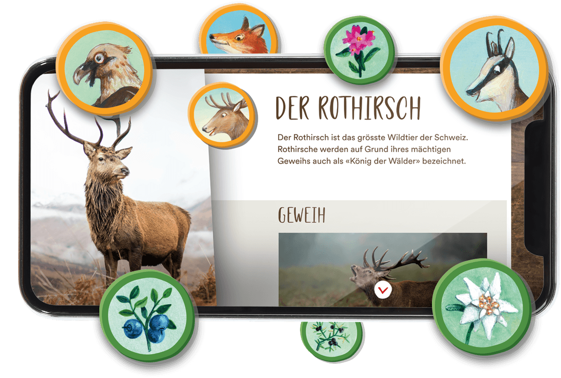 Edutainment im Mobile Game f&uuml;r iPhone und iPad. Die Kinder schalten Tiere und Pflanzen frei und lernen was, hier der Rothirsch